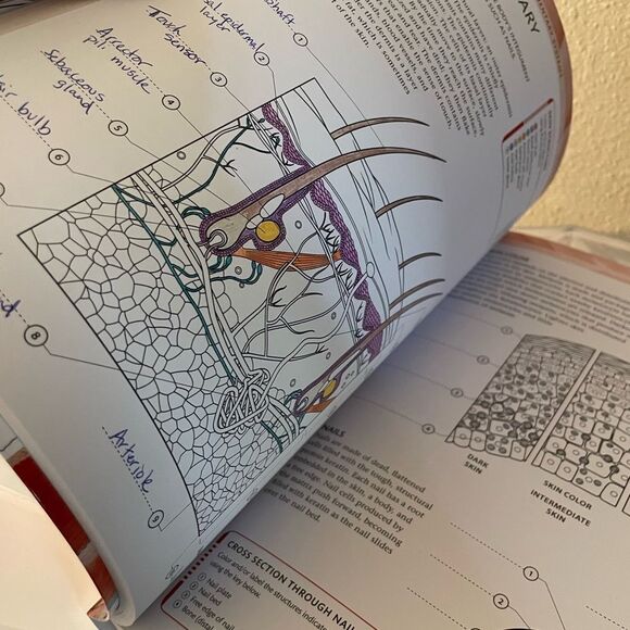 The Human Body Coloring Book - Picture 8 of 14